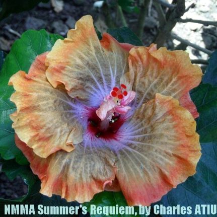NMMA Summer's Requiem