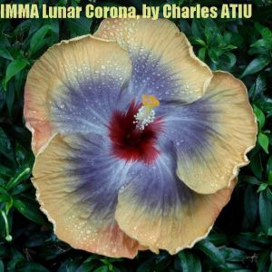 14 IMMA Lunar Corona