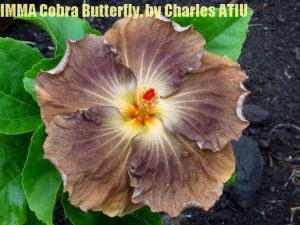 19-IMMA Cobra Butterfly