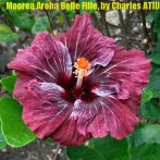 22 Moorea Aroha Belle Fille