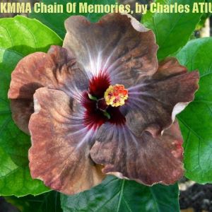 3 KMMA Chain Of Memories