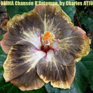 11-OMMA Chanson D'automne