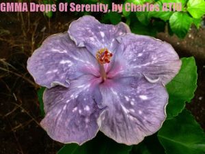 12 GMMA Drops of Serenity