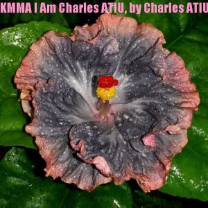12 KMMA I Am Charles Atiu