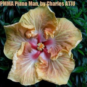 19 PMMA Piano Man