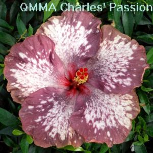 2 QMMA Charles' Passion