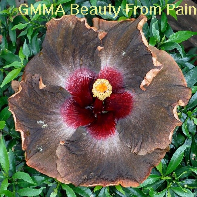 25 GMMA Beauty From Pain