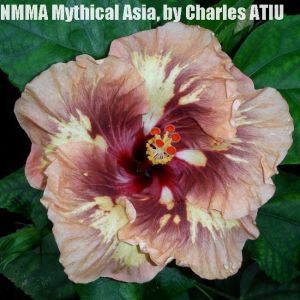 30 -NMMA Mythical Asia