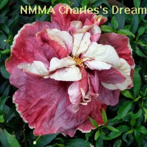 4 NMMA Charles's Dream