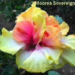 Moorea Sovereign