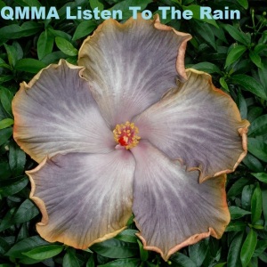 QMMA Listen To The Rain