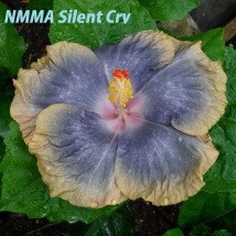32 NMMA Silent Cry