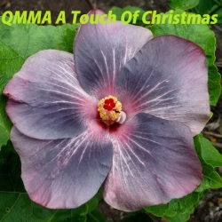41 QMMA A Touch Of Christmas