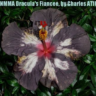 4 NMMA Dracula's Fiancée1