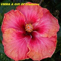 vmma-a-gift-of-gladness